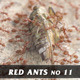Red Ants No.11 Red Ants No.11 - VideoHive Item for Sale