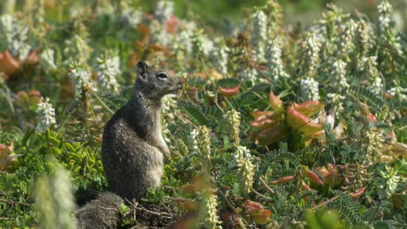Squirrel sitting in flowers looking out over nature (SLOWMO) alt