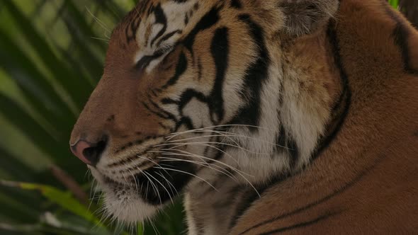 tiger closeup side profile as jungle sways in slow motion alt