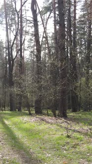 Vertical Video of Beautiful Forest Landscape Aerial View alt