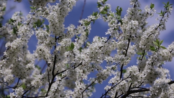 Branch Cherry Tree Flowering alt
