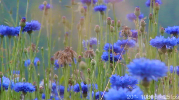 Cornflowers Field 02 alt