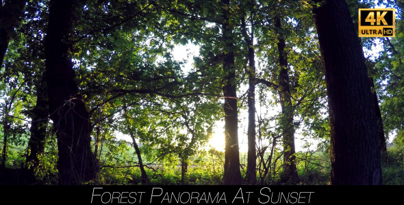 Forest Panorama At Sunset alt