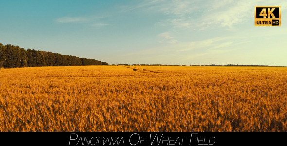 Panorama Of Wheat Field 2 alt