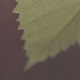 The Grape Leaf The Grape Leaf - VideoHive Item for Sale