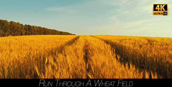 Run Through A Wheat Field 2 alt