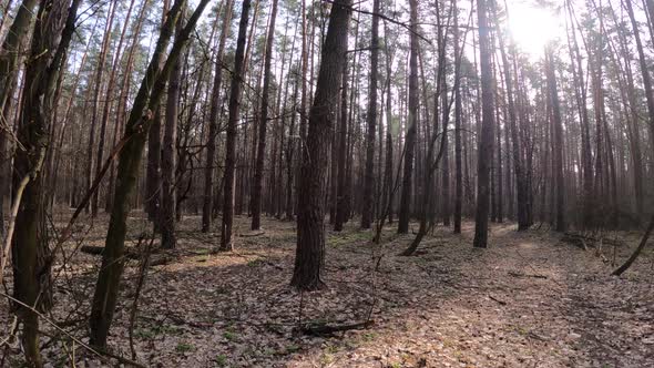 Forest with Pines with High Trunks During the Day alt