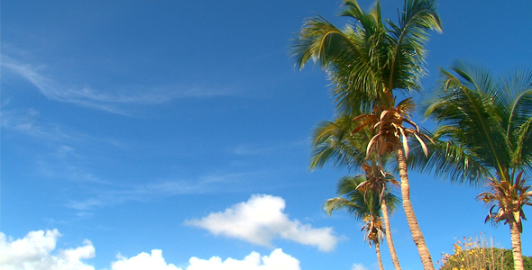 Coconut Trees on Beach 3