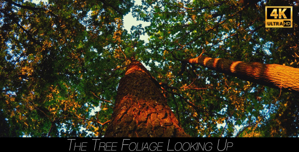 The Tree Foliage Looking Up 3 alt
