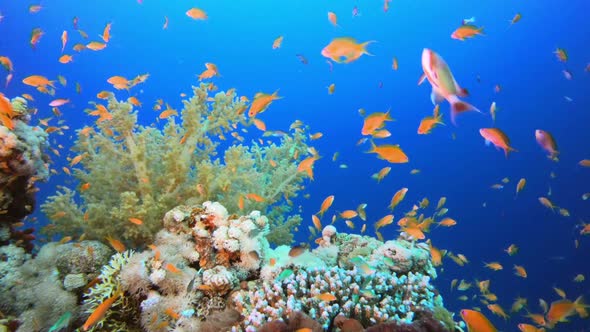 Colorful Ambience Fish alt