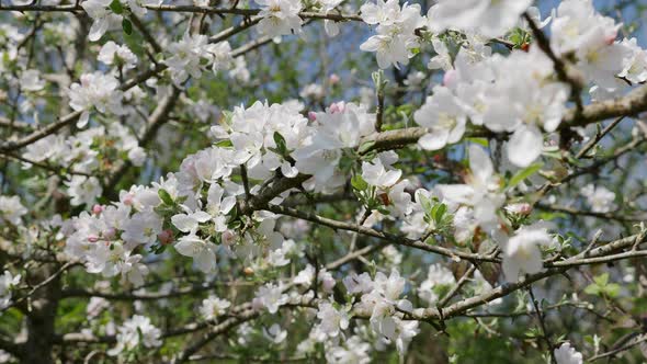 Close up of a white flowers crabapple. Branches of fruit tree in spring.