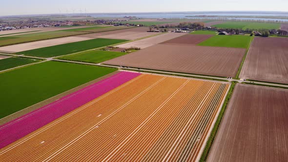 Aerial View Of Neat Colourful Rows Of Tulips In Field. Circle Dolly alt