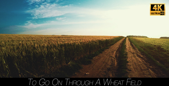 To Go On Through A Wheat Field 4 alt