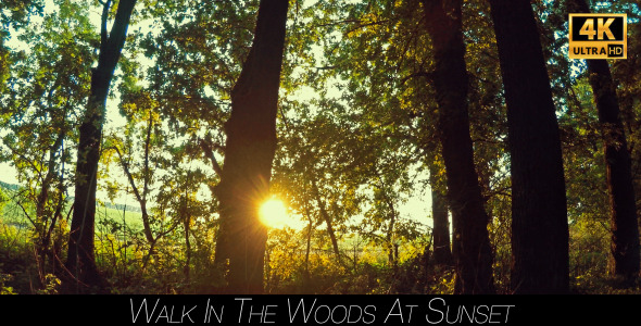 Walk In The Woods At Sunset 3 alt