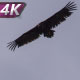 Bird of Prey Circling in the Sky - VideoHive Item for Sale