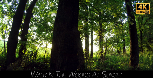 Walk In The Woods At Sunset 6 alt