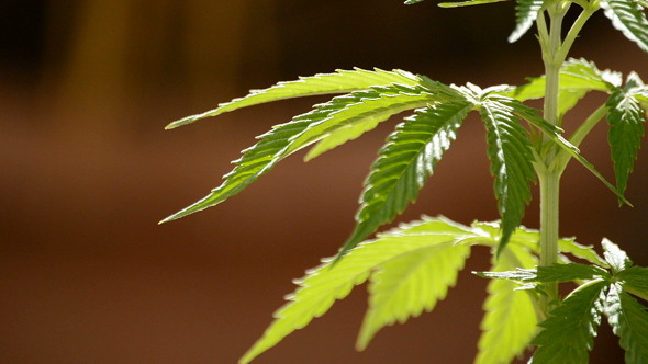 Maryjane Cannabis Leaves alt