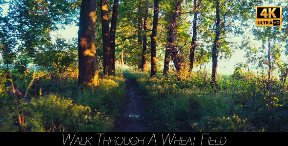 Walk Through The Woods 21 alt