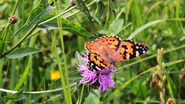 Butterfly on Pink Flower