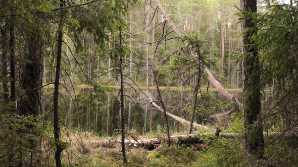 Lake in the Thick Forest alt