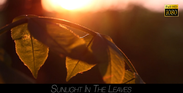 Sunlight In The Leaves 63 alt