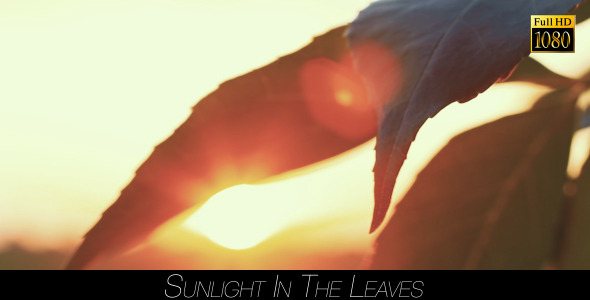 Sunlight In The Leaves 64 alt