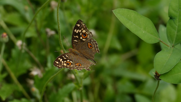 Butterfly On Flower alt