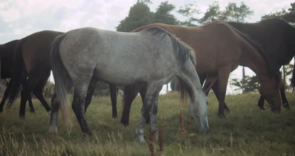 Wildhorses Grazing Together In Meadow alt