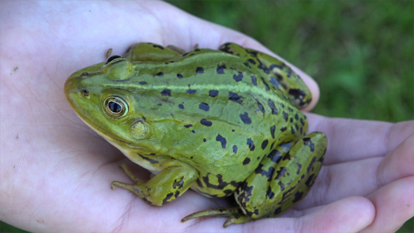 Green Frog alt