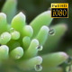 Green Flora 16 - VideoHive Item for Sale