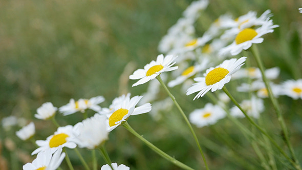 Daisy Flowers Dancing In The Wind, Stock Footage | VideoHive