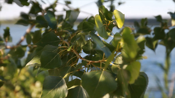 An Image of Pine Trees in Wind Time