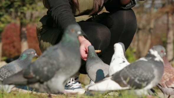 Young Girl Squatting And Feeding Pigeons With