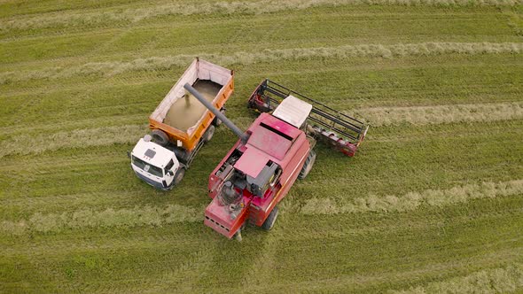 Harvester Spills Grain Into The Truck On The Field