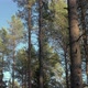Looking Up At Forest - VideoHive Item for Sale
