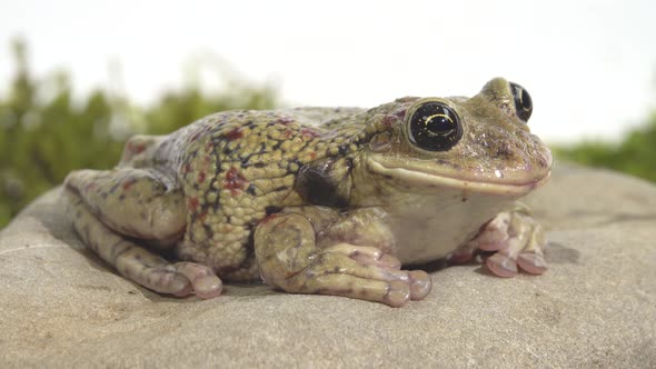 Frog Sitting on a Stone on Green Moss in White Background alt