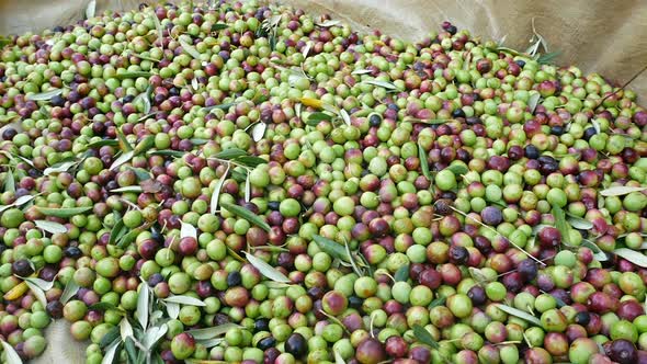 Many Fresh Picked Olives On Ground
