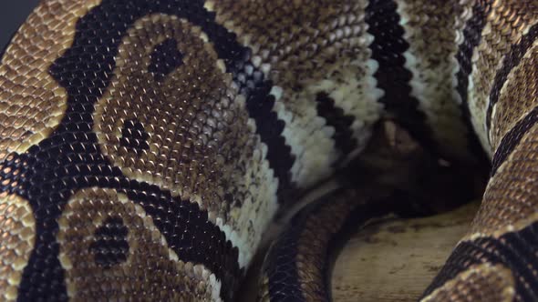 Royal Python or Python Regius on Wooden Snag. Close Up. Macro Shot alt