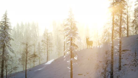 Proud Noble Deer Male in Winter Snow Forest alt