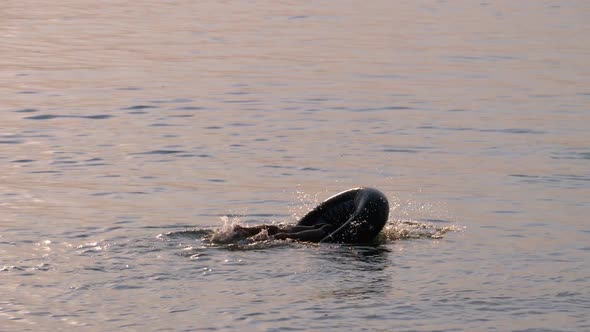 The Boy Dives Into the Center of the Rubber Ring in the River at Sunset alt