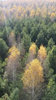 Vertical Video of Forest Landscape in Autumn Slow Motion alt