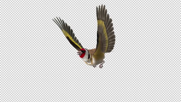 Eurasian Goldfinch - Easter Bird - Flying Loop - Side Angle - Alpha Channel