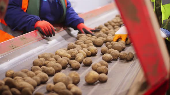 Close-up, Workers Hands in Gloves Sorting Potato Tubers on Conveyor Belt, Line, in Warehouse alt