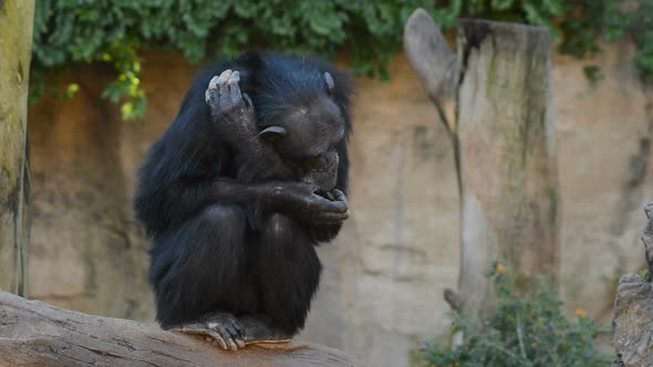 Chimpanzee Snuggled Up alt