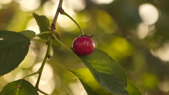 Cherry tree. Ripe red cherry on a green leaf