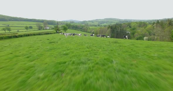 Fast flyover of cows grazing pasture before milking alt