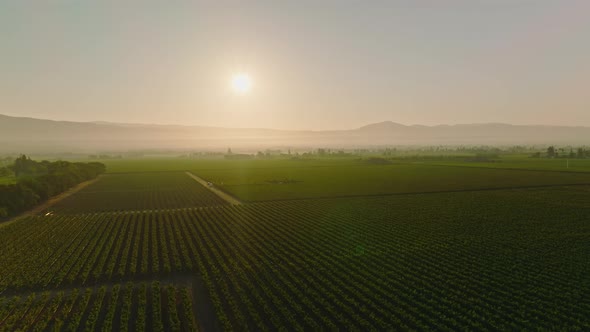 Drone Moving Over Green Vineyard Against Sky Plants at Farmland During Sunset alt