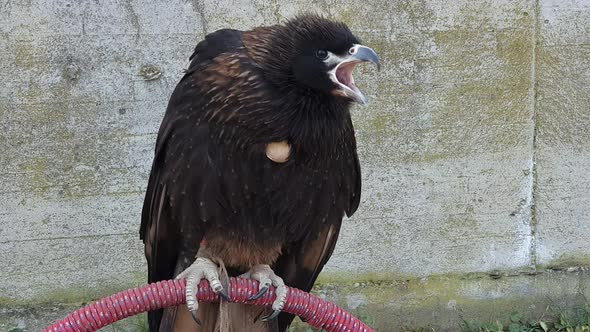 Zoom out close up of young vulture on perch screaming alt