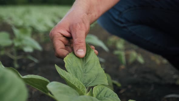 Organic Gardening Agriculture alt