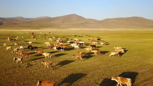 Cows Grazing on the Plateau of Savsat in Ardahan, Turkey